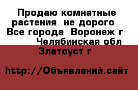 Продаю комнатные растения  не дорого - Все города, Воронеж г.  »    . Челябинская обл.,Златоуст г.